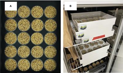 Prediction of protein content in paddy rice (Oryza sativa L.) combining near-infrared spectroscopy and deep-learning algorithm